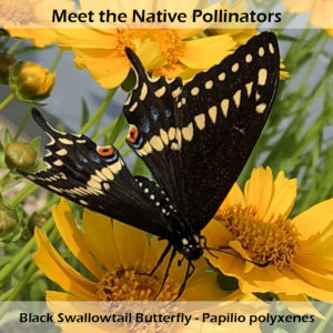black swallowtail butterfly