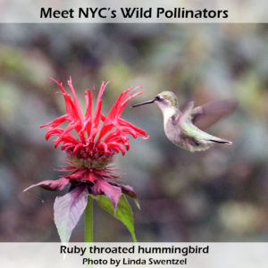 Meet NYC’s Wild Pollinators: Ruby Throated Hummingbird