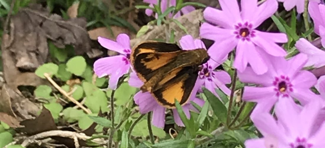 Zabulon skipper on phlox