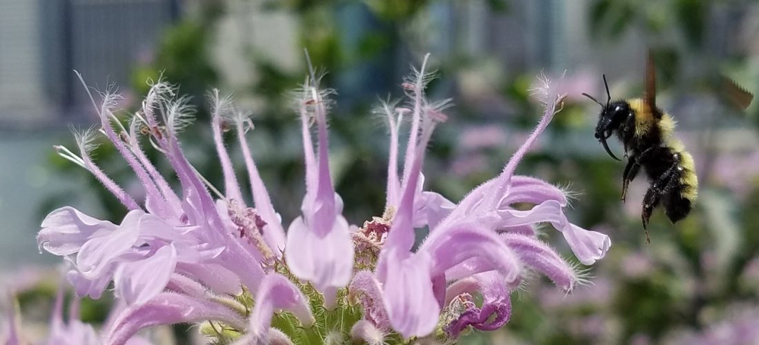 Golden Northern Bumble Bee on Bee Balm - Pawel Pieluszynski Golden Northern Bumble Bee on Bee Balm, photo by Pawel Pieluszynski
