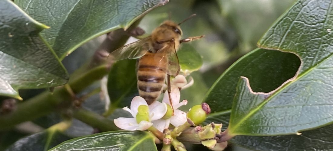 IMG_9948 European Honeybee Policy