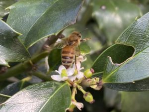 NYCPWG Honeybee Policy Recommendations