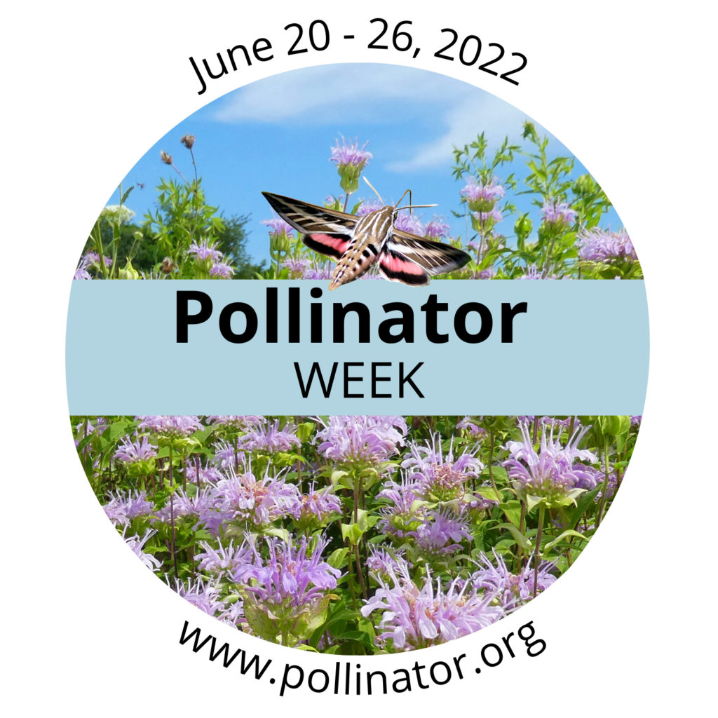 pollinator week