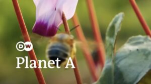 Bee extinction: Why we’re saving the wrong bees